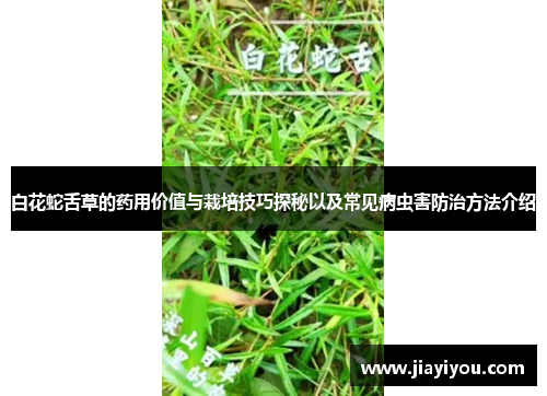 白花蛇舌草的药用价值与栽培技巧探秘以及常见病虫害防治方法介绍