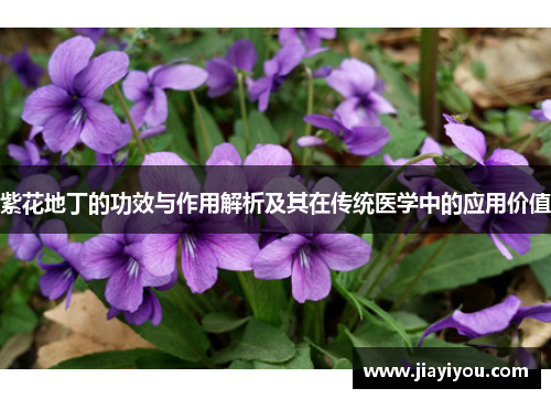 紫花地丁的功效与作用解析及其在传统医学中的应用价值